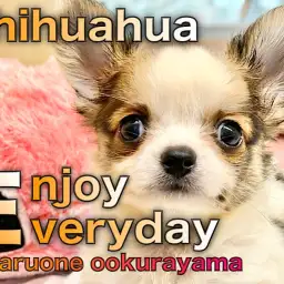 【 チワワ 】新しく仲間入りした小柄な王子様は超絶フレンドリーだった！