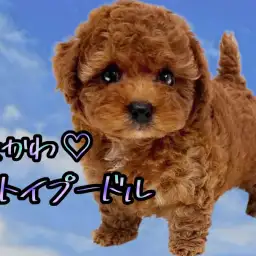 【 トイプードル 】手足短め激かわぷーちゃん!まさにテディベアのようなルックス