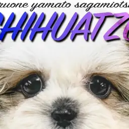 【 MIX 】チワワとシーズーの可愛いポイントを受け継いだ唯一無二のチワズー！