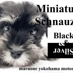 【 ミニチュアシュナウザー 】人気急上昇！ブラック＆シルバーのおひげわんこ！