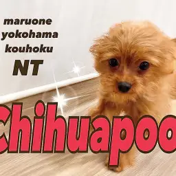 【 MIX 】1人遊びも得意！楽しいお散歩＆幼稚園デビュー