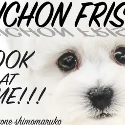 【 ビションフリーゼ 】可愛いさの集大成!アイドル級の逸材と幸せなペットライフを