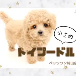 【 トイプードル 】これぞTHEトイプードル！小さめサイズの男の子