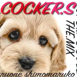 【 MIX 】両親はプードルとコッカー！コッカプーの容姿、性格、サイズが可愛い！