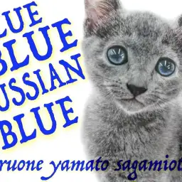 【 ロシアンブルー 】スタイリッシュなブルーの美ボディ!甘え上手な犬系キャット