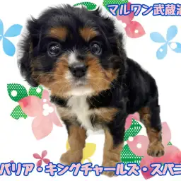 【 キャバリア 】超希少なブラック&タンカラーの男の子が埼玉に登場!!