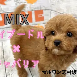 【 MIX 】お父さんはトイプードル、お母さんはキャバリアの珍しいMIX犬登場！