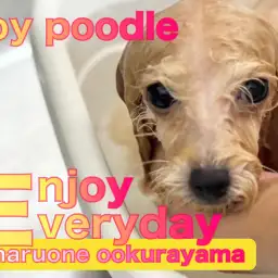 【 トイプードル 】爆毛のアプリコットちゃんを洗ったら、やっぱり凄かった！！