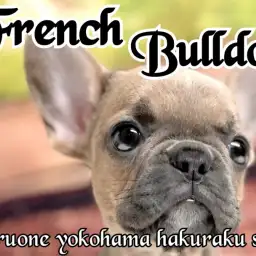 【 フレンチブルドッグ 】ぶちゃカワ代表！明るい性格と独特な雰囲気が大人気！