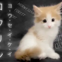 【 ノルウェージャンフォレストキャット 】森の妖精降臨!!シンプルにイケニャン。