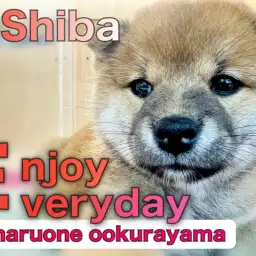 【 赤柴 】はじめまして!環境慣れ抜群のムチコロボディの可愛い女の子です!