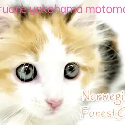 【 ノルウェージャンフォレストキャット 】北欧の風！美しきヒーリングキャット！