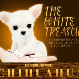 【 チワワ 】マズル短め希少なホワイト!物怖じしないフレンドリーな性格に注目!