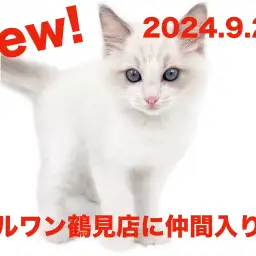 【 ラグドール 】新たに仲間入り!サファイアブルーの瞳が可愛い男の子!!