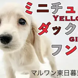 【 ミニチュアダックスフンド 】愛らしいお顔と輝くイエローのフレンドリー美少女!