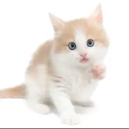 ノルウェージャンフォレストキャット