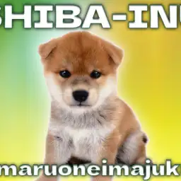 【 柴犬 】初心者必見!濃厚な赤毛を纏った超温厚な赤柴の男の子が横浜今宿店に登場