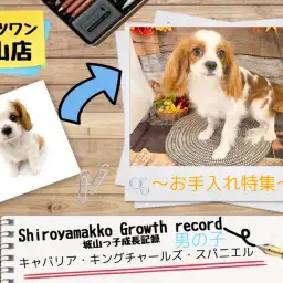 【 キャバリア 】城山っ子成長報告！2024年9月26日〜お手入れ特集〜