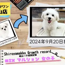 【 MIX 】マルションの城山っ子成長報告！2024年9月20日