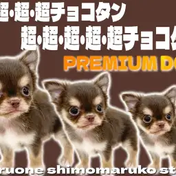 【 チワワ 】チョコレート色とアップルヘッドが美しいプロが頷くプレミアムな男の子