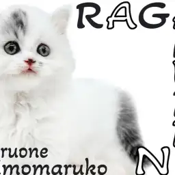 【 ラガマフィン 】個性的な模様がチャームポイント!温和で優しい性格に癒されます