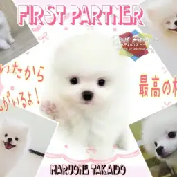 【 ファーストパートナー 】マルワン高井戸店スタッフ、シノハラの相棒物語！