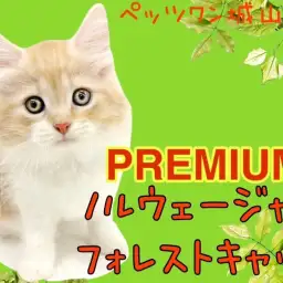 【 ノルウェージャンフォレストキャット 】プレミアムな美猫をご紹介