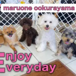 【 モフof5 】トイプードルちゃん・ヨーキーちゃん先輩の輪に仲間入り！