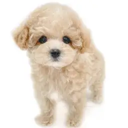 MIX（トイプードル×マルチーズ）