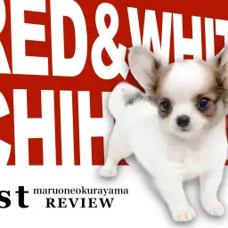 【 チワワ 】個性的なカラーリングのマズル短め・童顔フェイスの男の子！