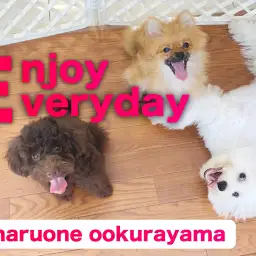 【 モフモフトリオ 】運動・しつけ・愛情でトレーニング!遊んで賢く成長中!