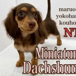 【 ミニチュアダックス 】生後90日、お手入れトレーニングの様子とポイントを解説
