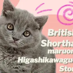 【 ブリティッシュショートヘア 】チャンピオンのパパを持つ丸みを極めた女の子！