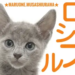 【 ロシアンブルー 】宝石のような瞳を持ったスタイル抜群な甘えん坊さん！！