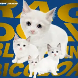 【 ラグドール 】神秘的なブルーの瞳のハチワレぬいぐるみキャット!