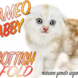 【 スコティシュフォールド 】超魅惑のレアカラー!いくつもの奇跡の融合キャット!