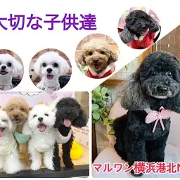 【 ファーストパートナー 】マルワン横浜港北NT店スタッフ中村の愛犬物語!
