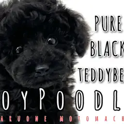 【 トイプードル 】横浜の黒いテディベア！輝く艶ブラックをご照覧あれ！