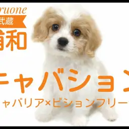 【 キャバリア×ビション 】ぬいぐるみ感満載！存在感抜群な超レアMIXが登場！