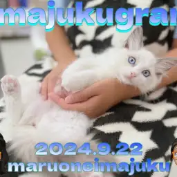 【 イマジュクグラム 】ヘソ天抱っこもできる甘えん坊なラグドールちゃま最新動画!