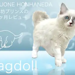 【 ラグドール 】抱き心地抜群ニャンコ!生後4ヶ月の甘えん坊な男の子!