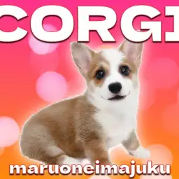 【 コーギー 】初心者必見!白いマフラーと靴下がおしゃれな胴長短足の女の子!