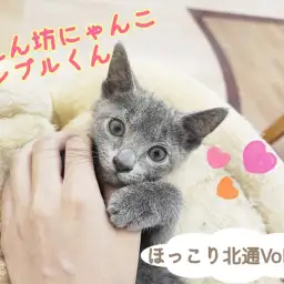 【  ほっこり北通Vol.110 】最強甘えん坊にゃんこロシブルくん登場!