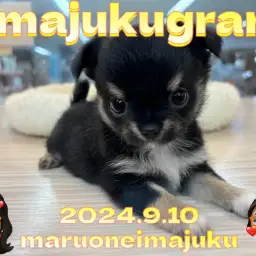 【 イマジュクグラム 】生後2ヶ月体重538g!王道ブラタンチワワの女の子!