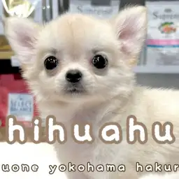 【 チワワ 】好奇心旺盛!遊び上手でフレンドリーな小さめチワワちゃん