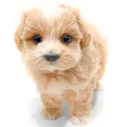 MIX（マルチーズ×トイプードル）