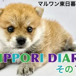 【 NIPPORI DIARY その11 】入店速報！不思議ちゃん系ポメ柴MIX