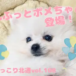 【 ほっこり北通Vol.108 】久々登場ポメラニアン！この可愛さ特とご覧あれ