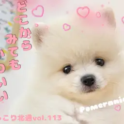 【 ほっこり北通Vol.113 】どこの角度から見ても可愛いポメちゃん