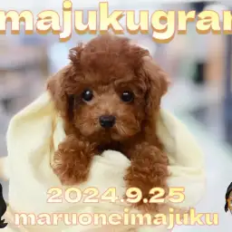 【 イマジュクグラム 】生後3ヶ月体重634g！甘えん坊トイプードルちゃま最新動画！